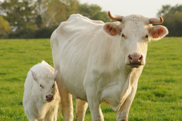 197832_152479718150027_6942492_n